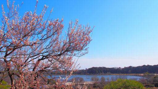 茨城県の風景写真